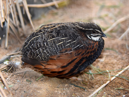 ヤクシャウズラ