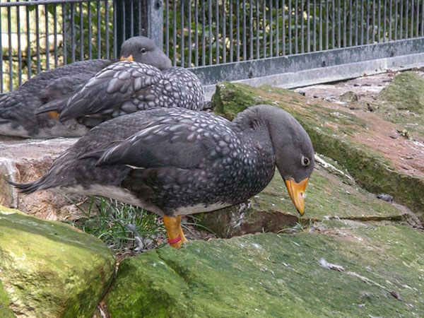 オオフナガモ