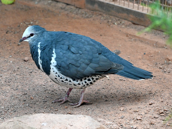 ウォンガバト