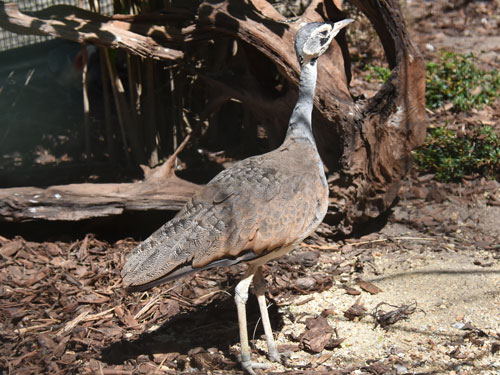 セネガルショウノガン
