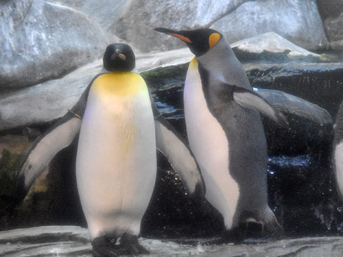 オウサマペンギン