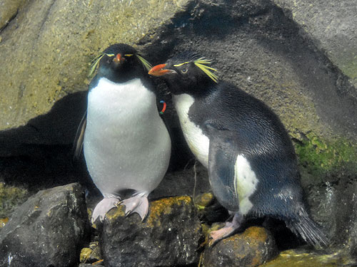 キタイワトビペンギン