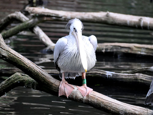 コシベニペリカン（Pelecanus rufescens）