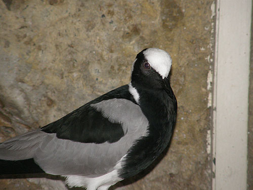 シロクロゲリ（Vanellus armatus）