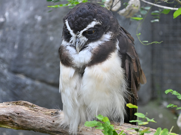 メガネフクロウ