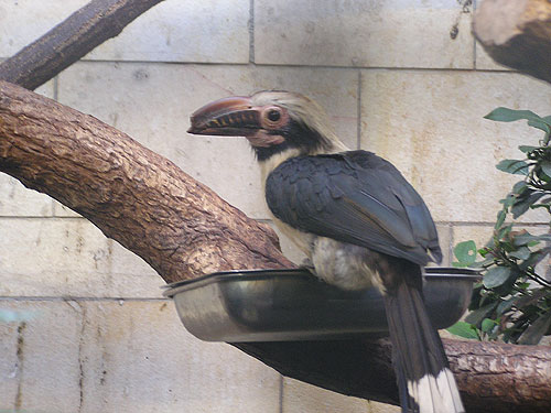 ルソンカオグロサイチョウ