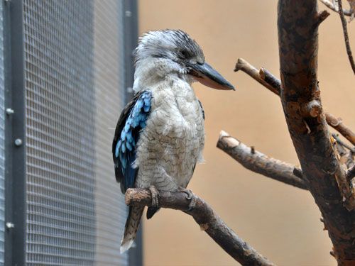 アオバネワライカワセミ