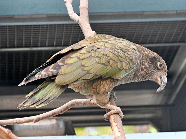 ミヤマオウム