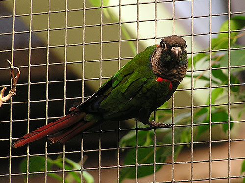 アカハラウロコインコ