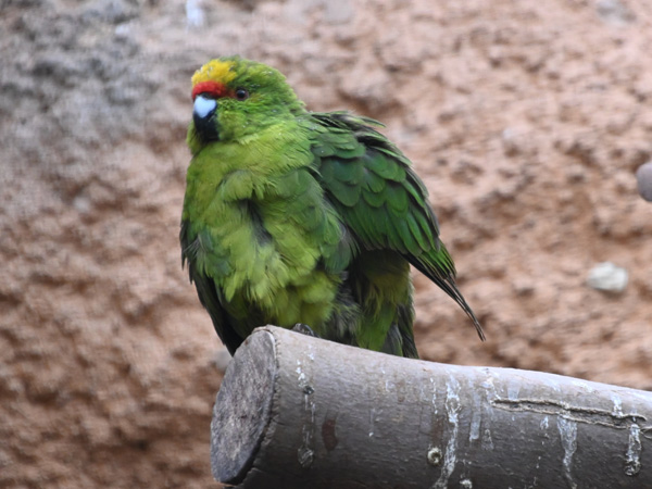 キガシラアオハシインコ