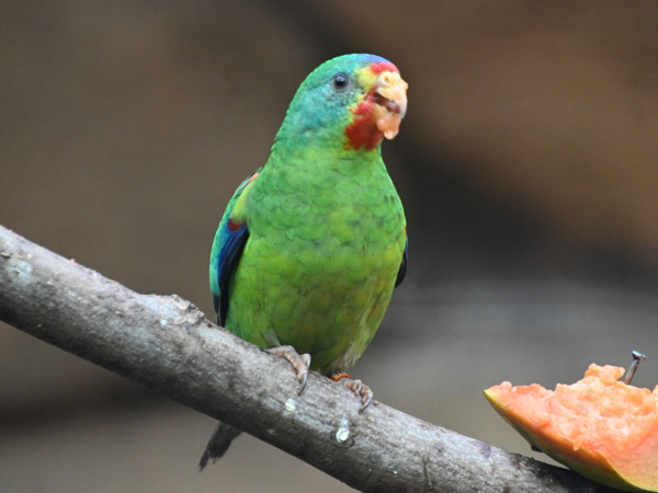 オトメインコ