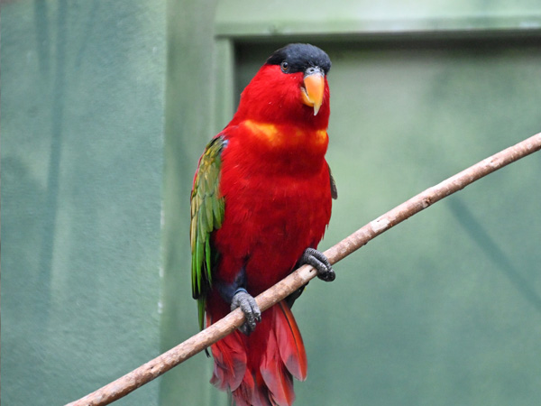 ズグロインコ