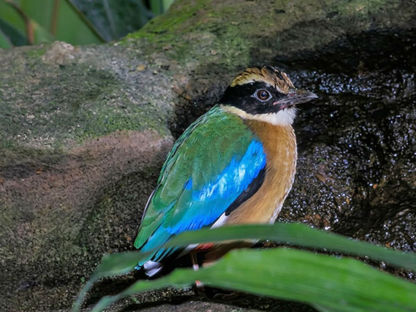 ミナミヤイロチョウ