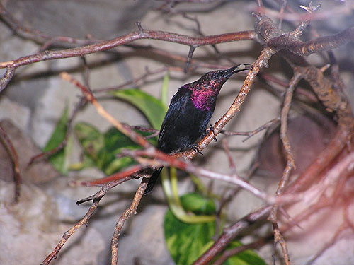 ブロンズタイヨウチョウ