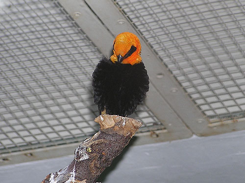 ベニビタイキンランチョウ