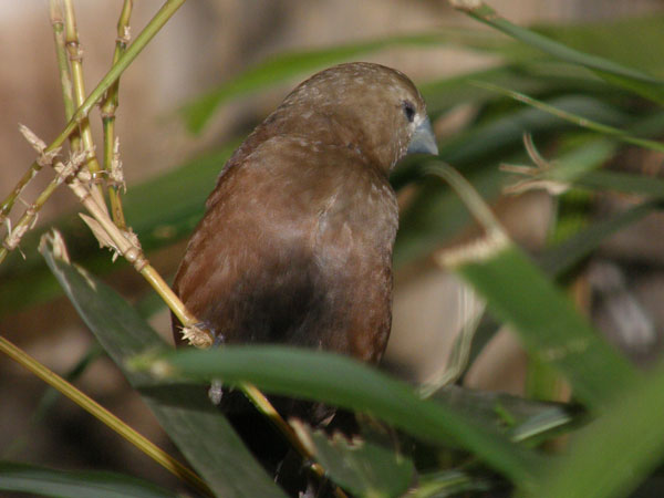 ヘキチョウ