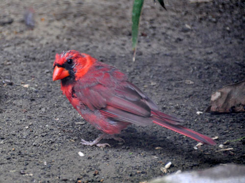 ショウジョウコウカンチョウ