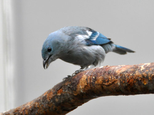 ソライロフウキンチョウ