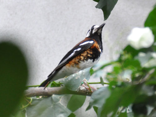 セアカジツグミ