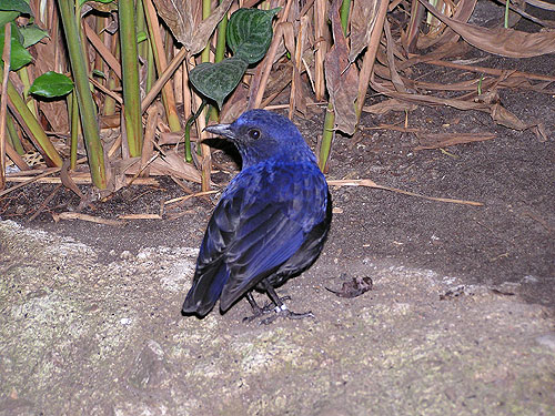 スンダルリチョウ