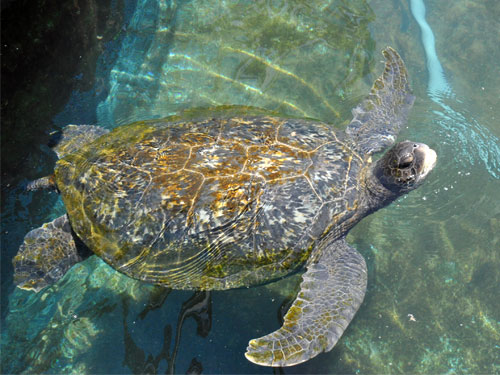 アオウミガメ（Chelonia mydas mydas）