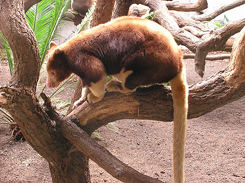 アカキノボリカンガルー