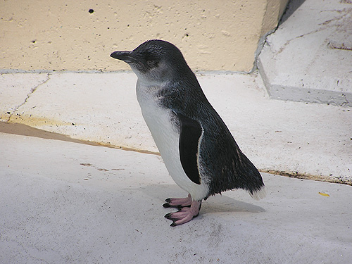 コガタペンギン