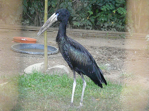 クロスキハシコウ