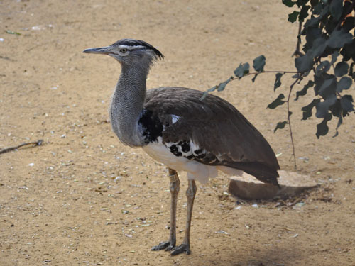 アフリカオオノガン