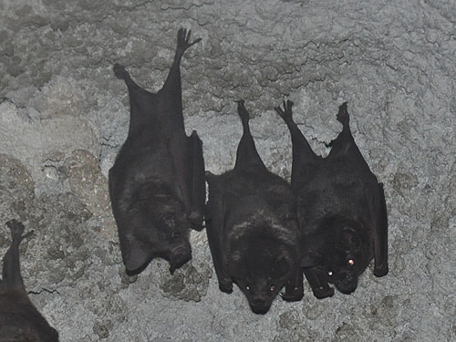 ウスイロオオヘラコウモリ