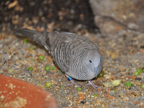 チョウショウバト