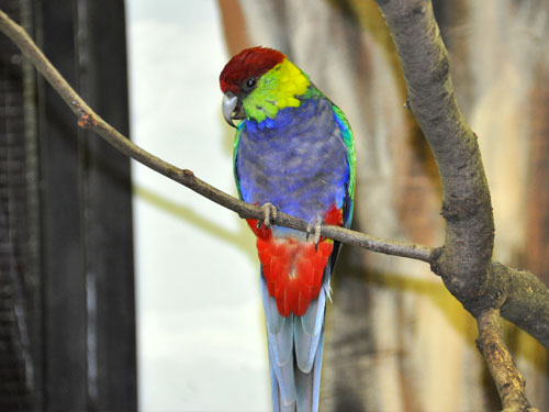 ユーカリインコ