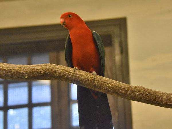 キンショウジョウインコ