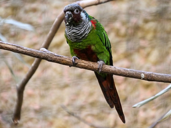 ハイムネウロコインコ