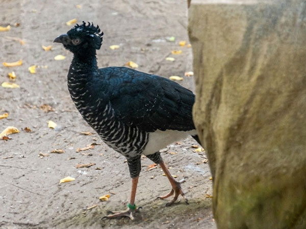 キコブホウカンチョウ