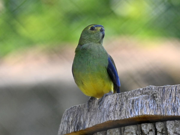 ワカバインコ