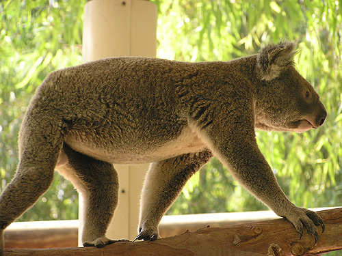 コアラ（Phascolarctos cinereus cinereus）