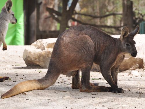 ケナガワラルー（Osphranter robustus）