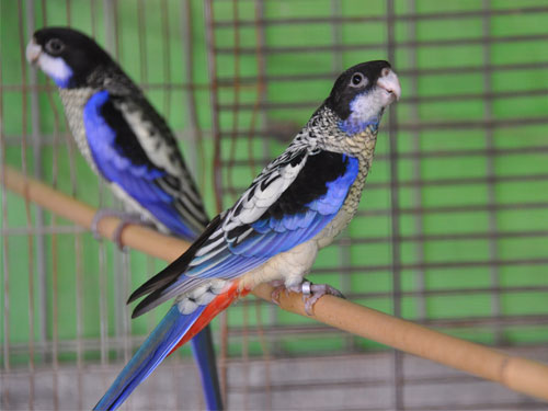 ズグロサメクサインコ
