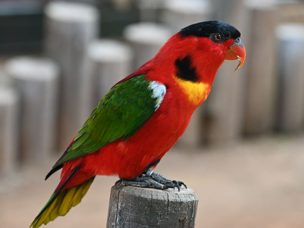 ヨダレカケズグロインコ