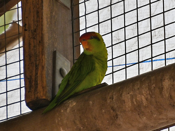 アカマユインコ