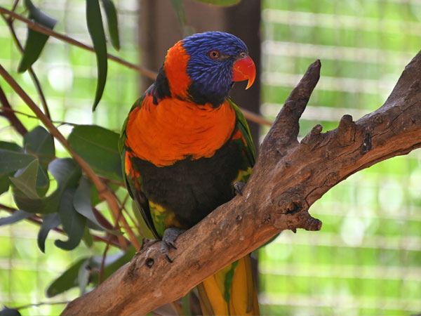 アカエリゴシキセイガイインコ