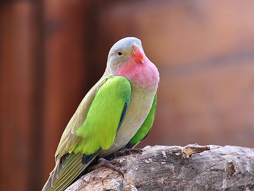 テンニョインコ