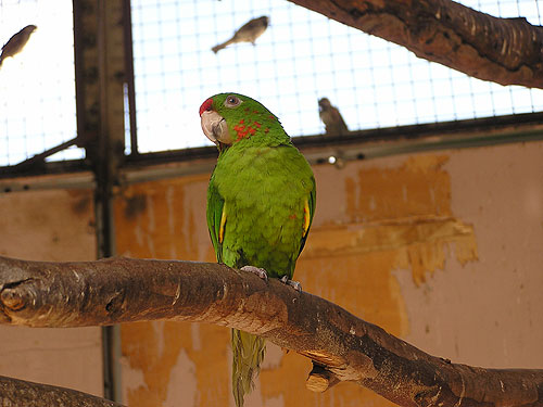 アカビタイメキシコインコ