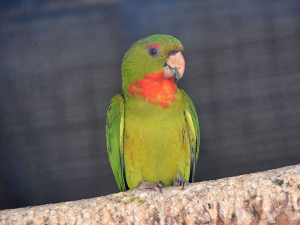 ノドアカインコ