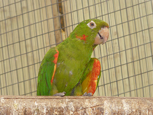 メジロメキシコインコ