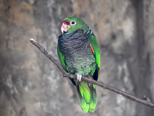 ブドウイロボウシインコ