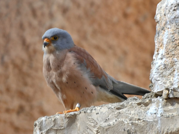 ヒメチョウゲンボウ（Falco naumanni）