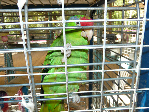 メキシコアカボウシインコ