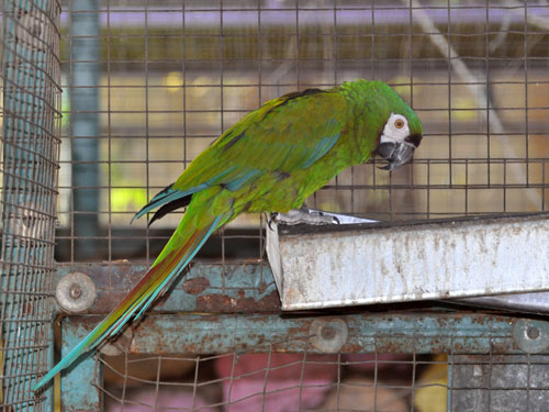 ヒメコンゴウインコ